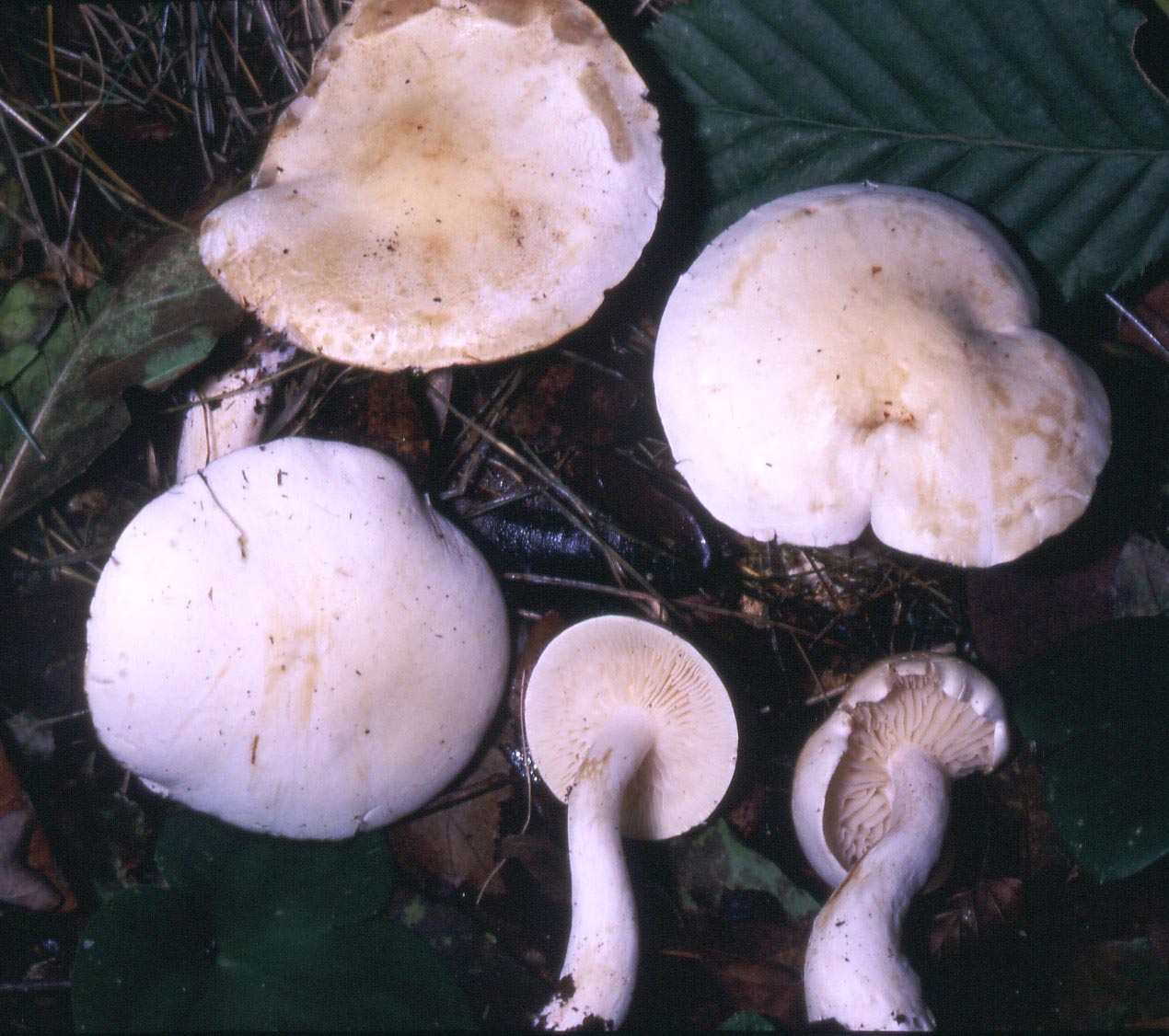 fungo in cerca di paternit�