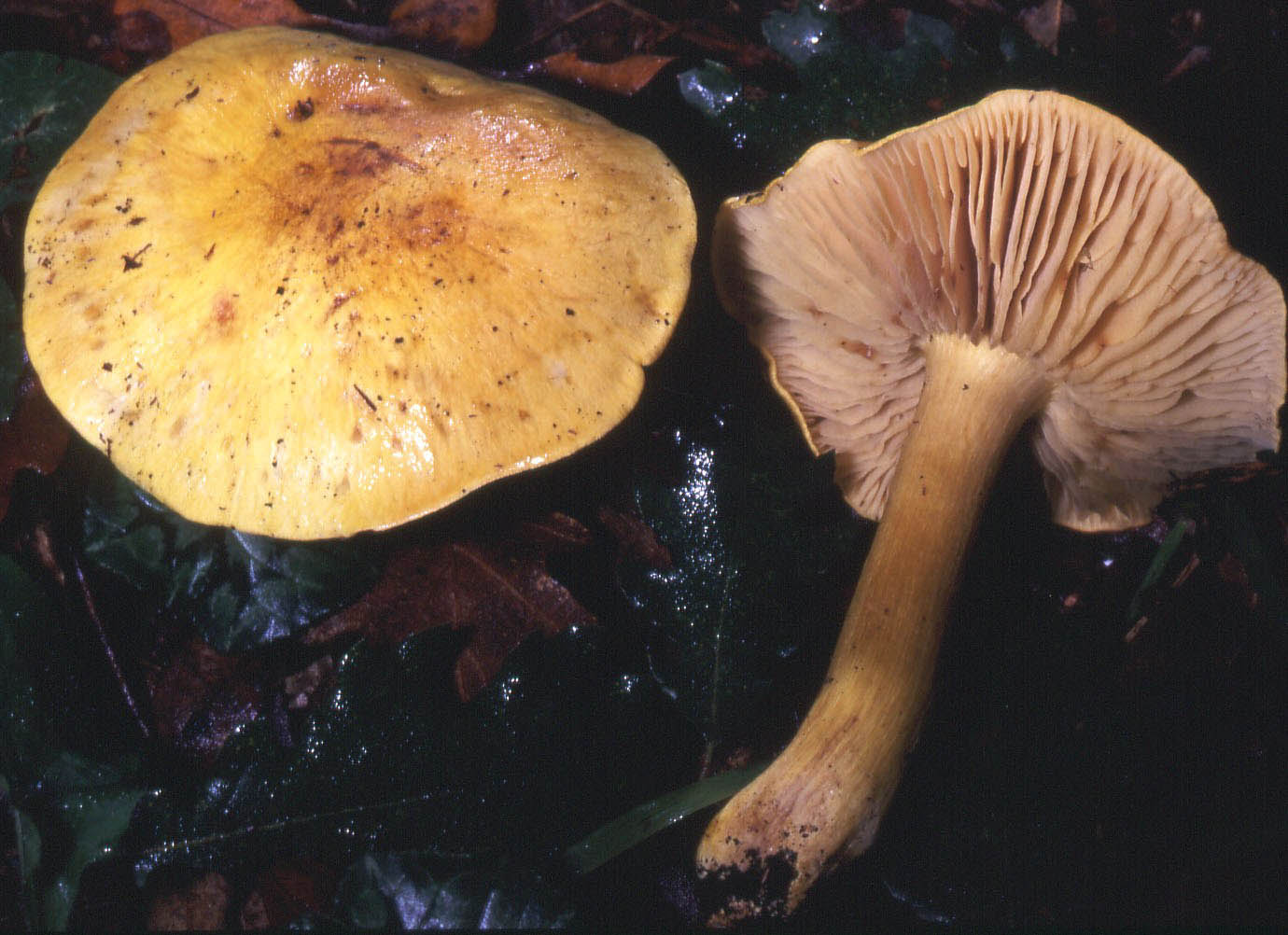 Tricholoma clavocystis