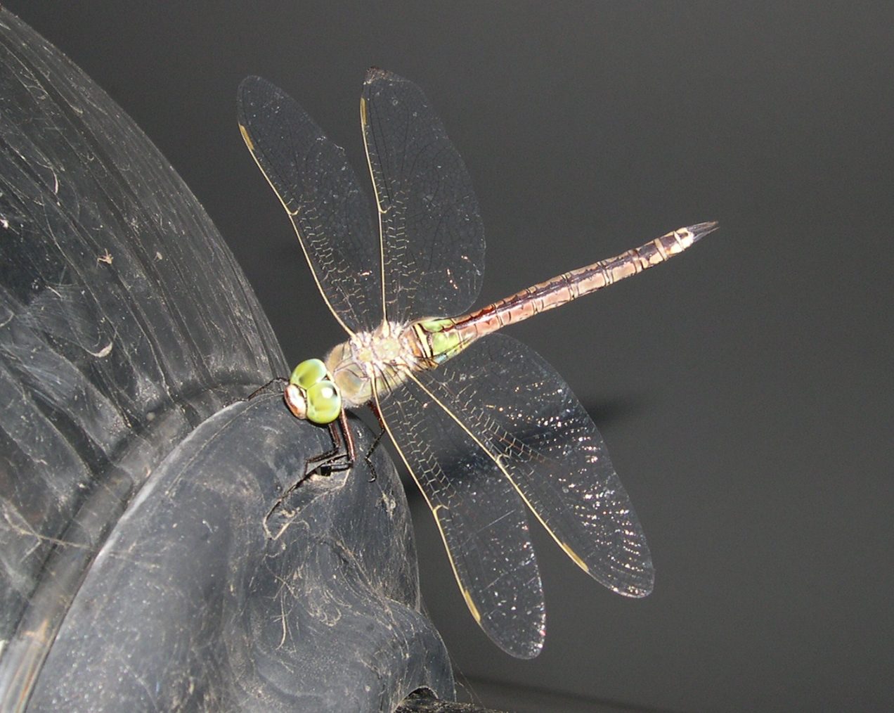 libellula da identificare.... - Anax parthenope