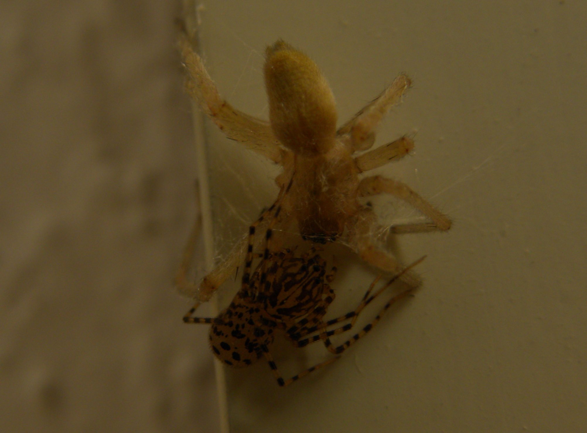 Scytodes thoracica preda Cheiracanthium sp.