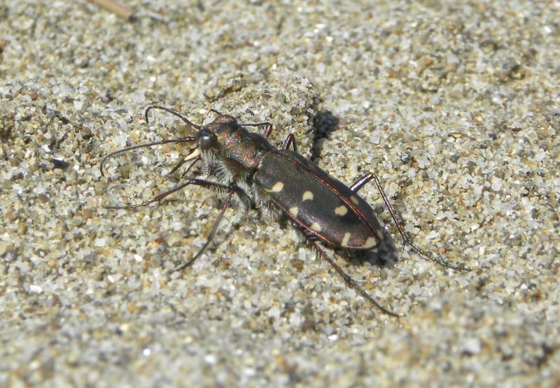 Calomera littoralis nemoralis