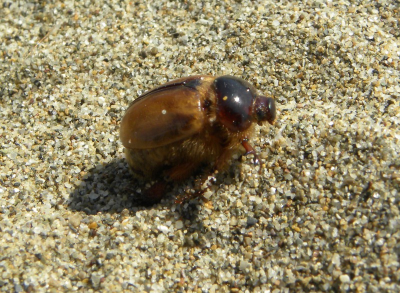 Calicnemis latreillii