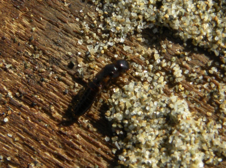 sciamatura di termiti: Reticulitermes lucifugus