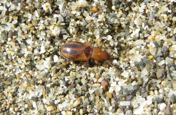 un paio di coleotteri dal Parco della Maremma