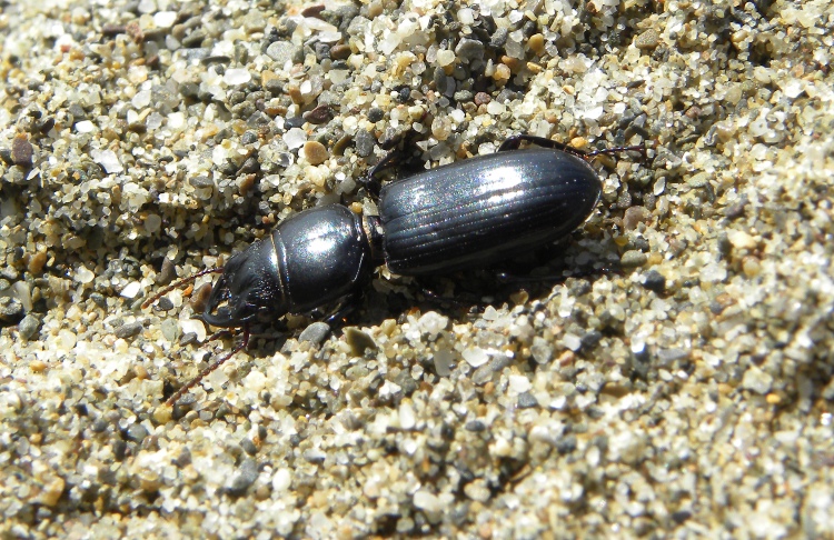 un paio di coleotteri dal Parco della Maremma