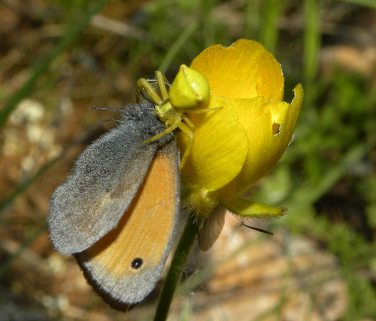 Thomisus onustus