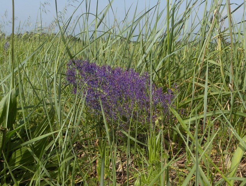 lampascione mutante??