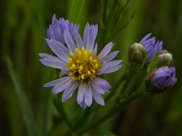 Galatella pannonica (=Aster tripolium) / Astro marino