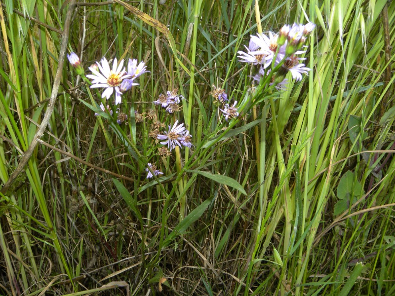 Galatella pannonica (=Aster tripolium) / Astro marino