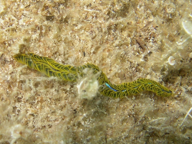 phyllodoce paretti