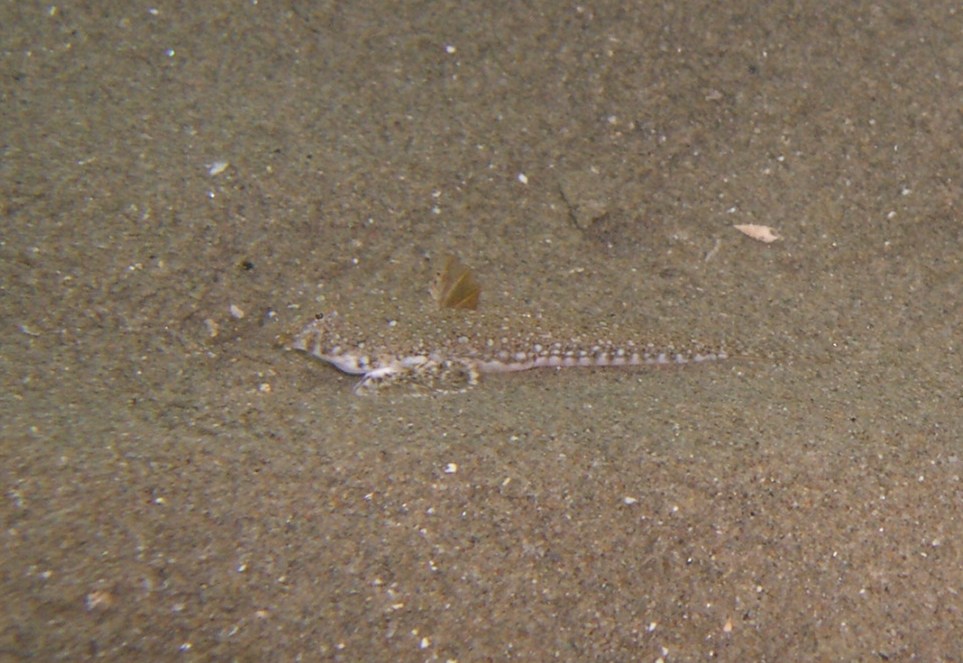 Callionymus pusillus in corteggiamento