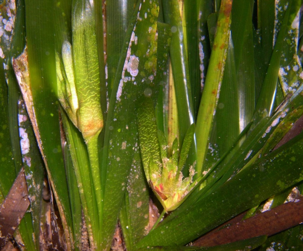 fiori di Posidonia oceanica