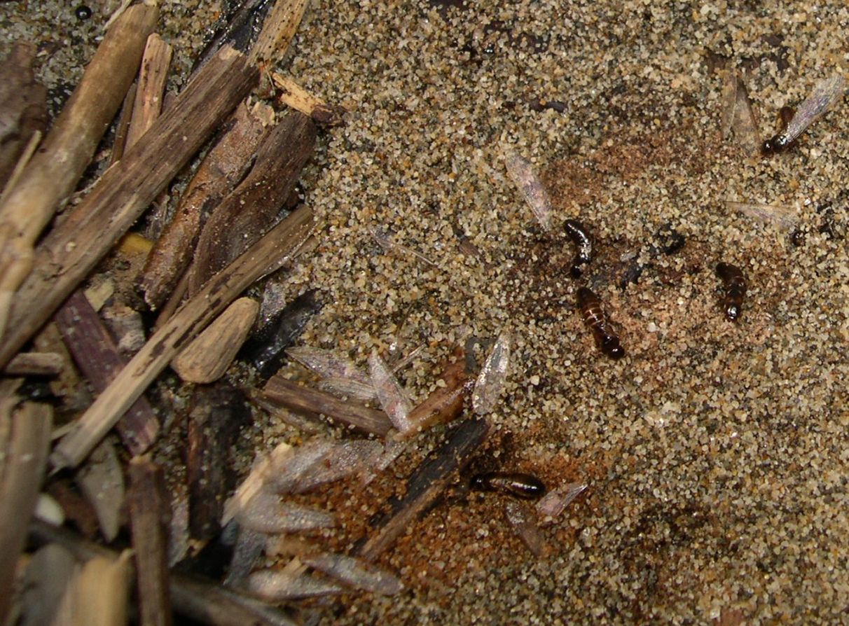 sciamatura di termiti: Reticulitermes lucifugus