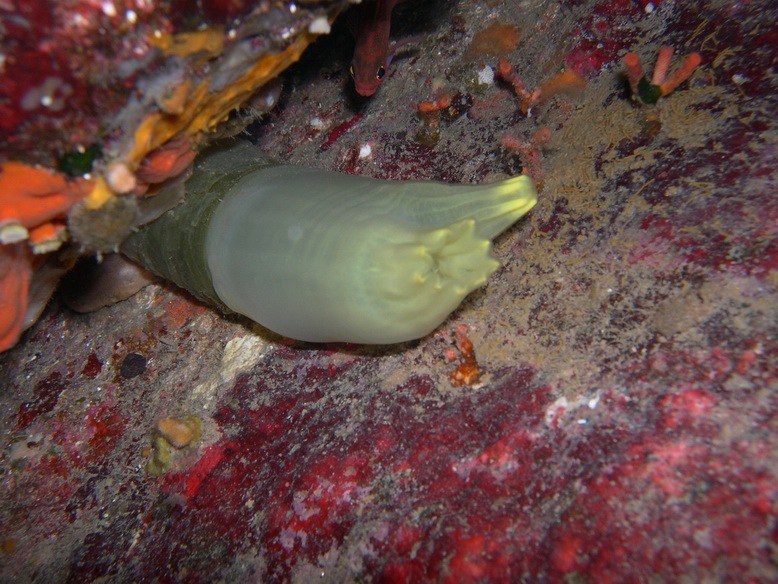 ascidia  Ciona intestinalis