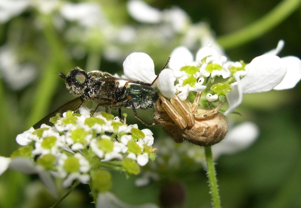 Chloromyia formosa F (Stratiomyidae).