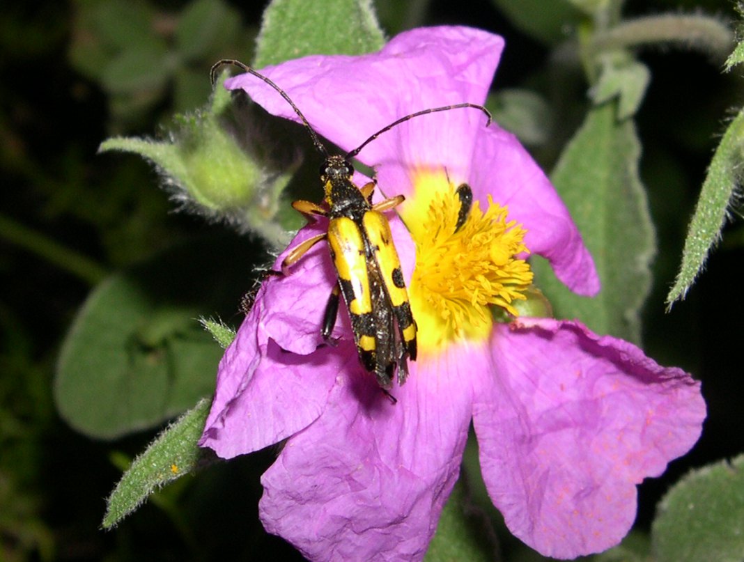 Ruptela maculata