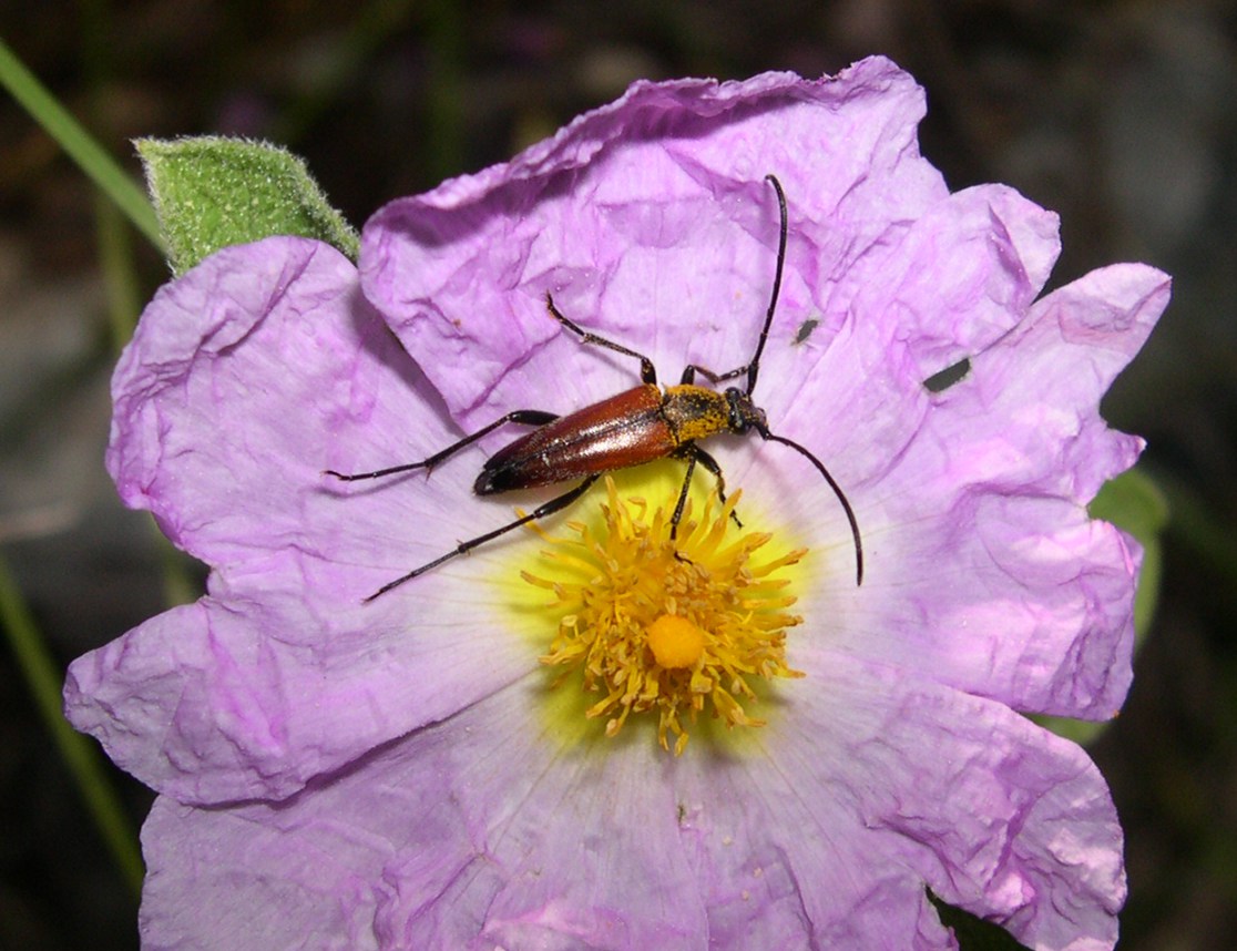 Stenurella melanura il primo e Stenurella nigra il secondo