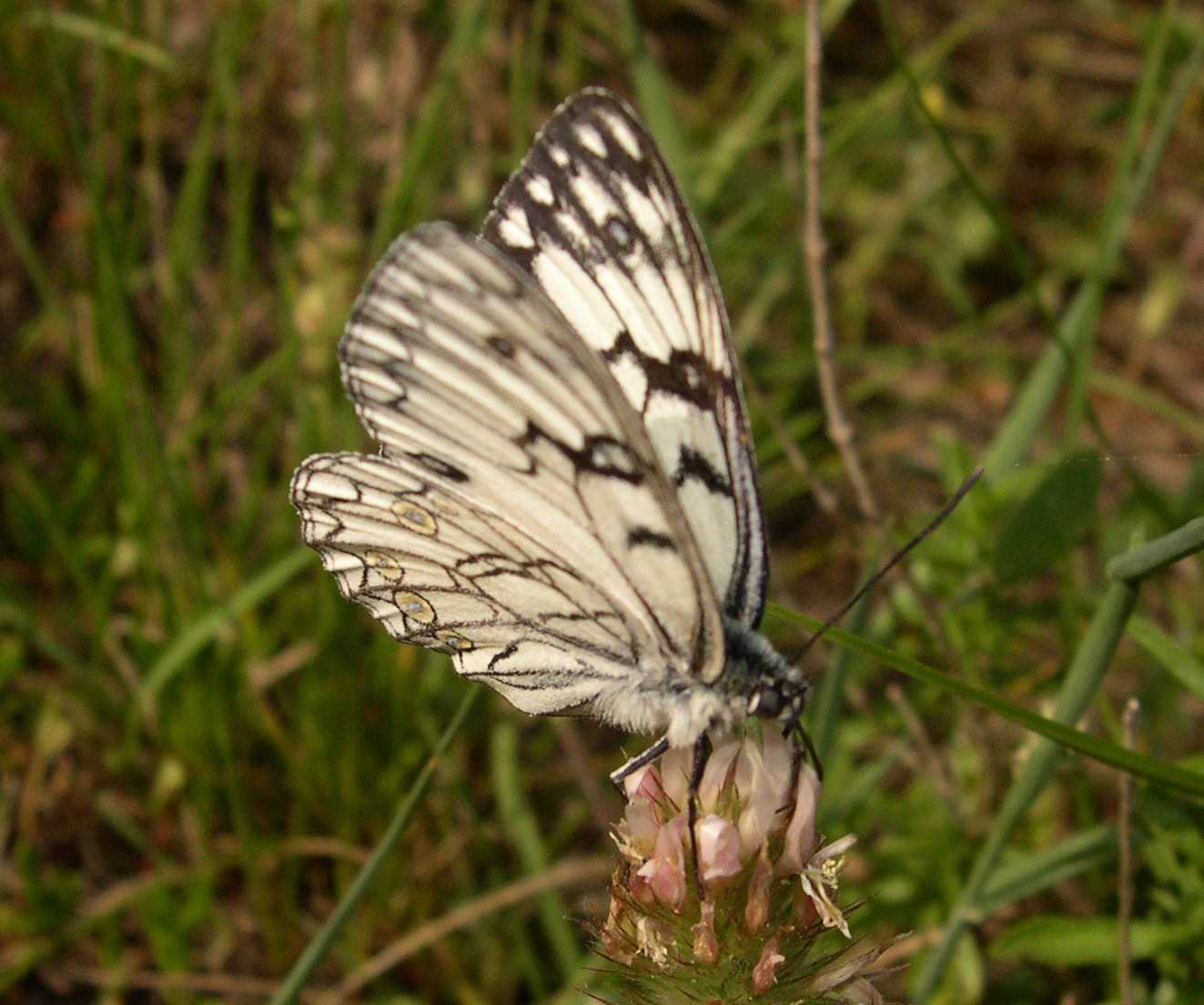 Melanargia arge