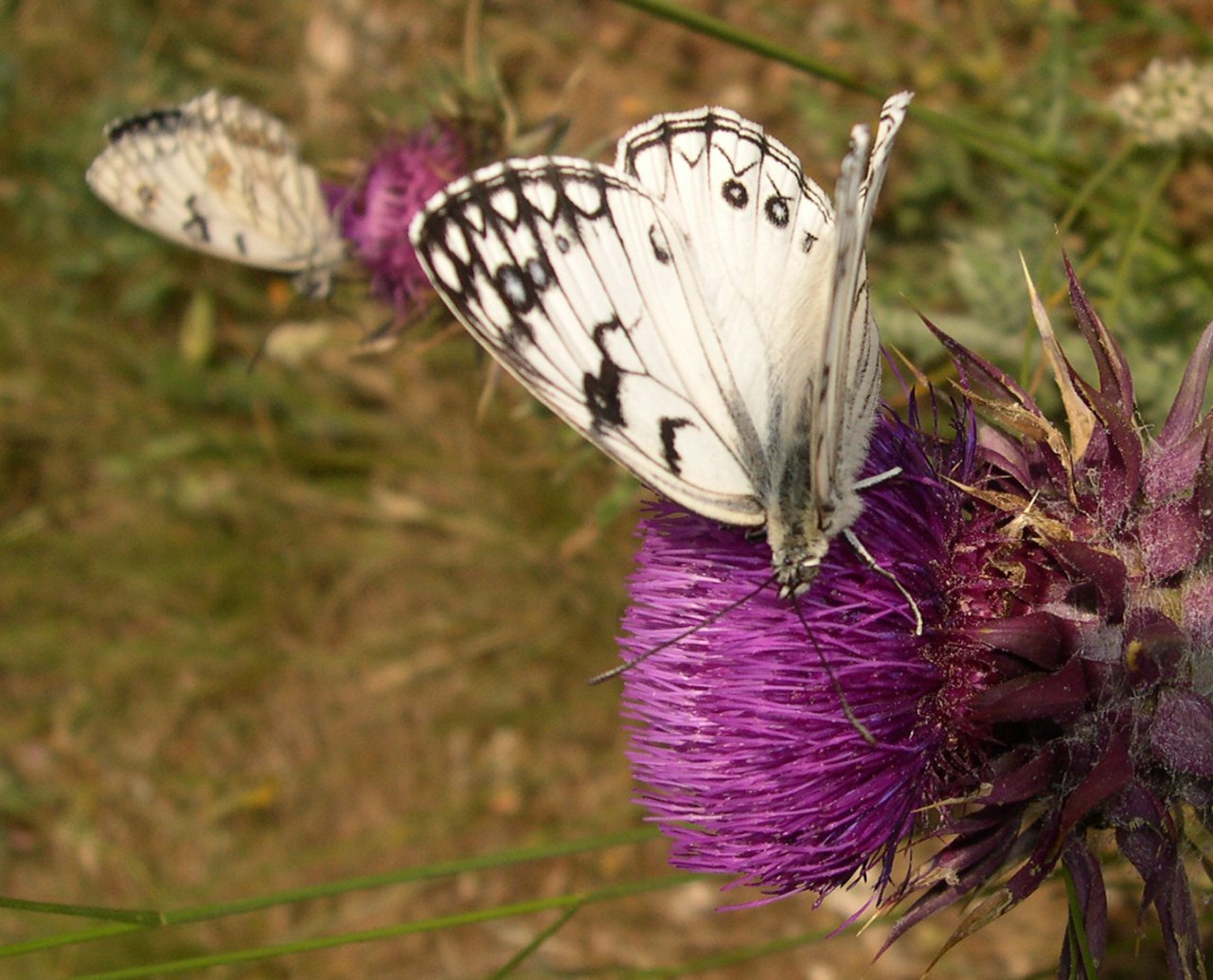 Melanargia arge