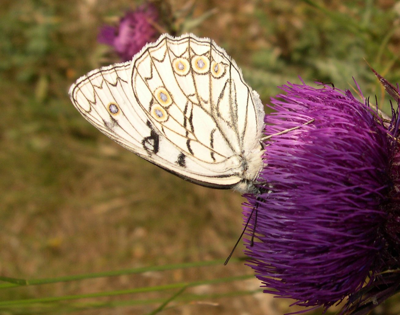 Melanargia arge