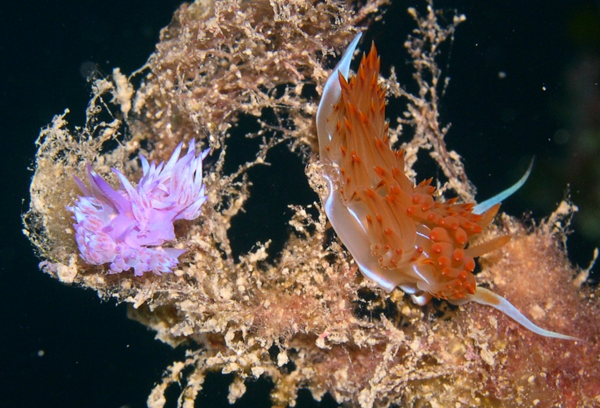 Dondice banyulensis e Flabellina affinis