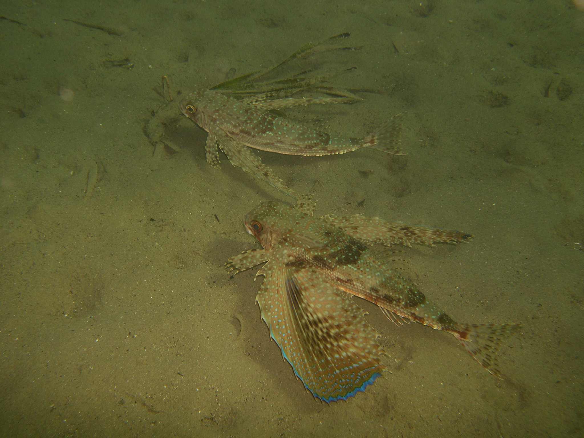 Dactylopterus volitans