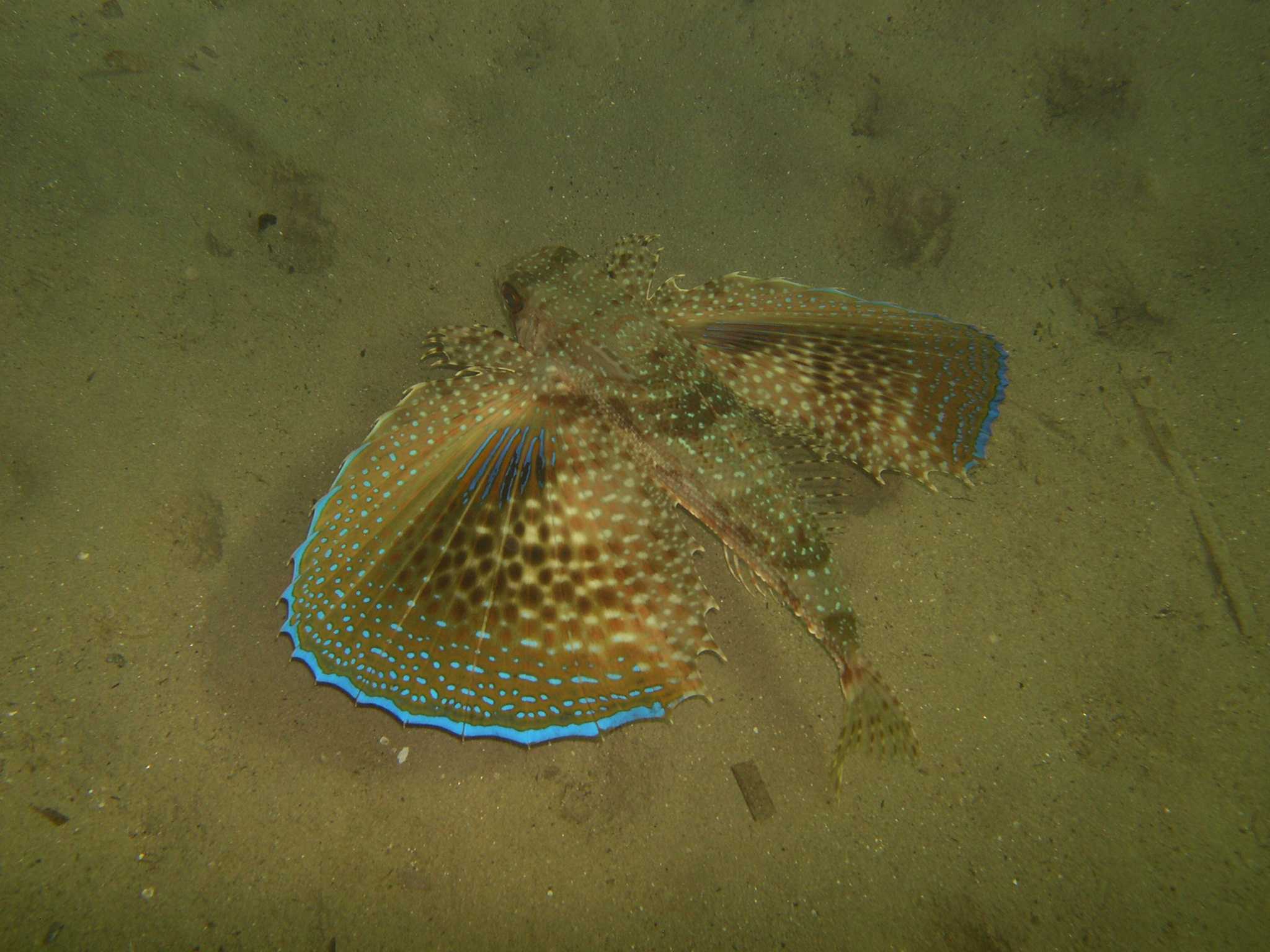 Dactylopterus volitans