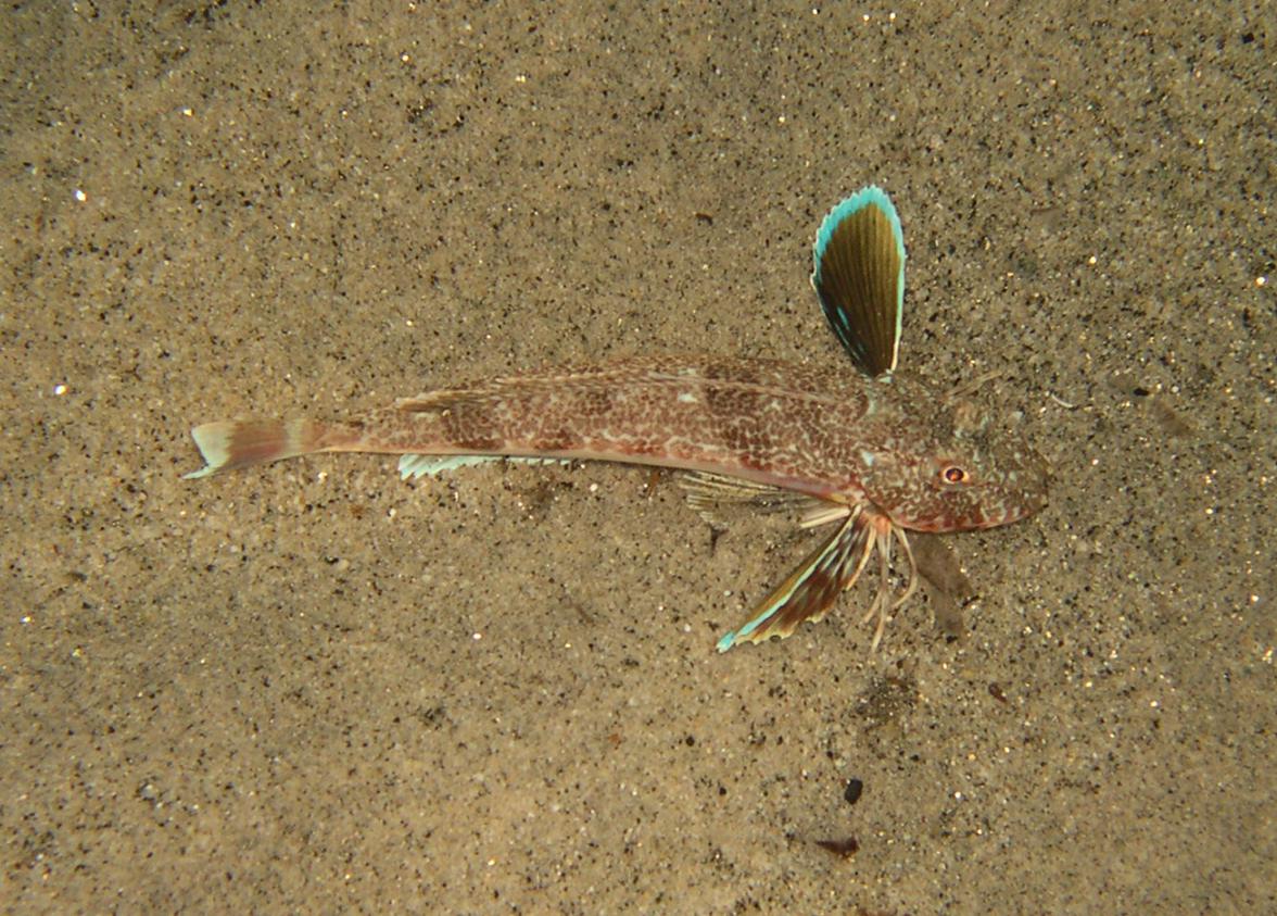 Chelidonichthys obscurus