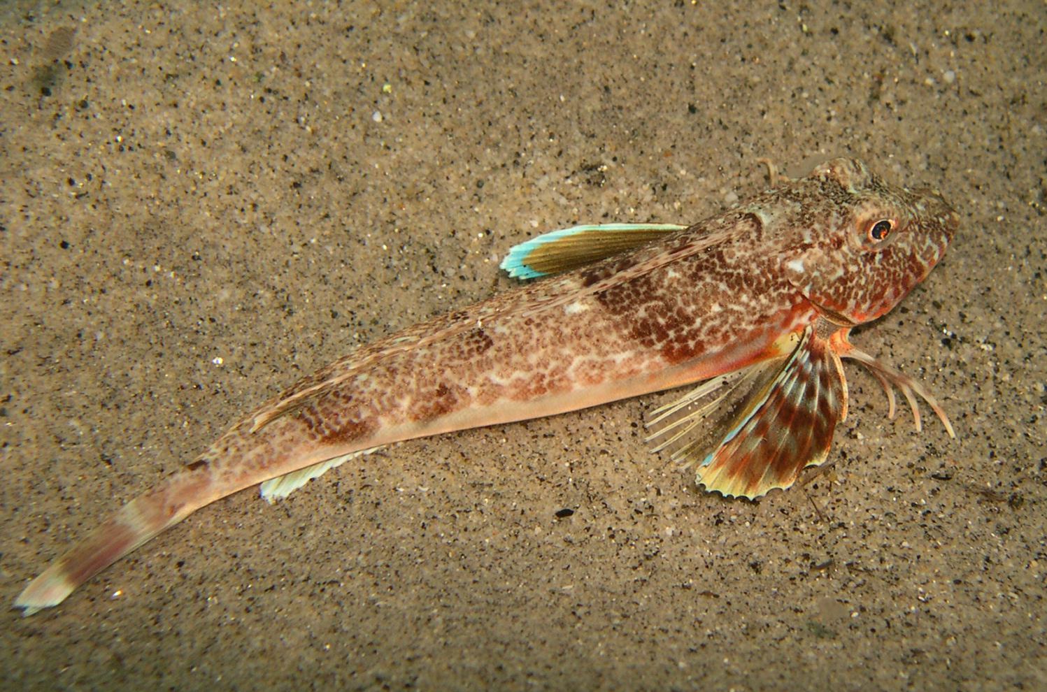 Chelidonichthys obscurus