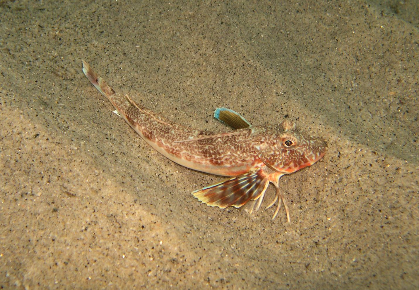 Chelidonichthys obscurus