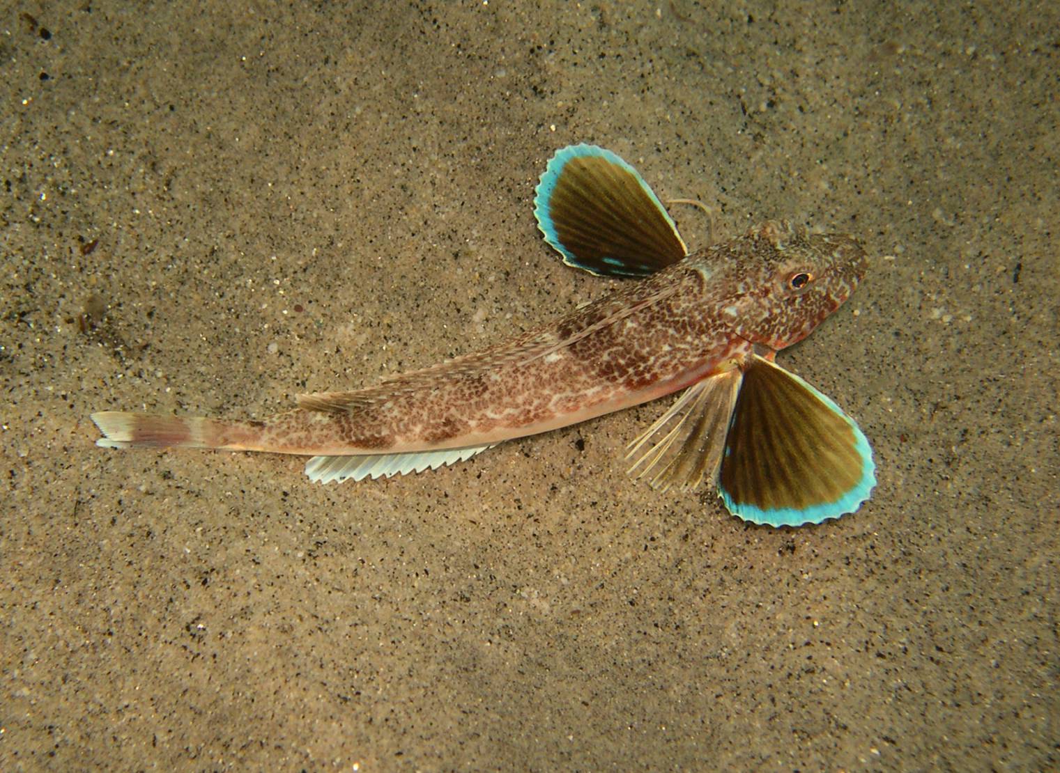 Chelidonichthys obscurus