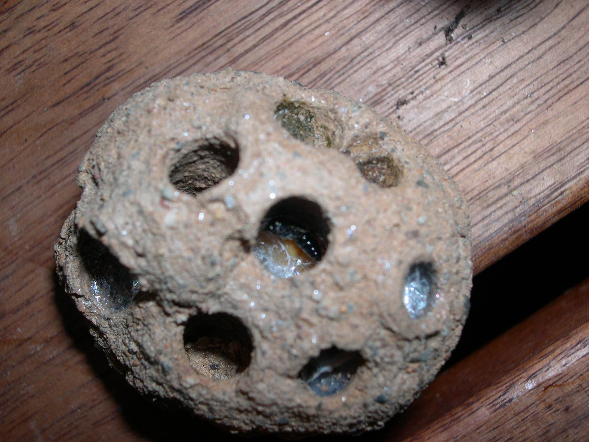 Nido di Chalicodoma sp. riutilizzato da Osmia sp.