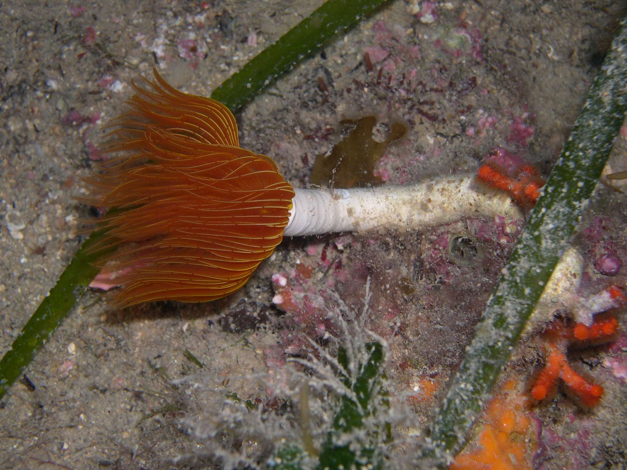 Protula sp.