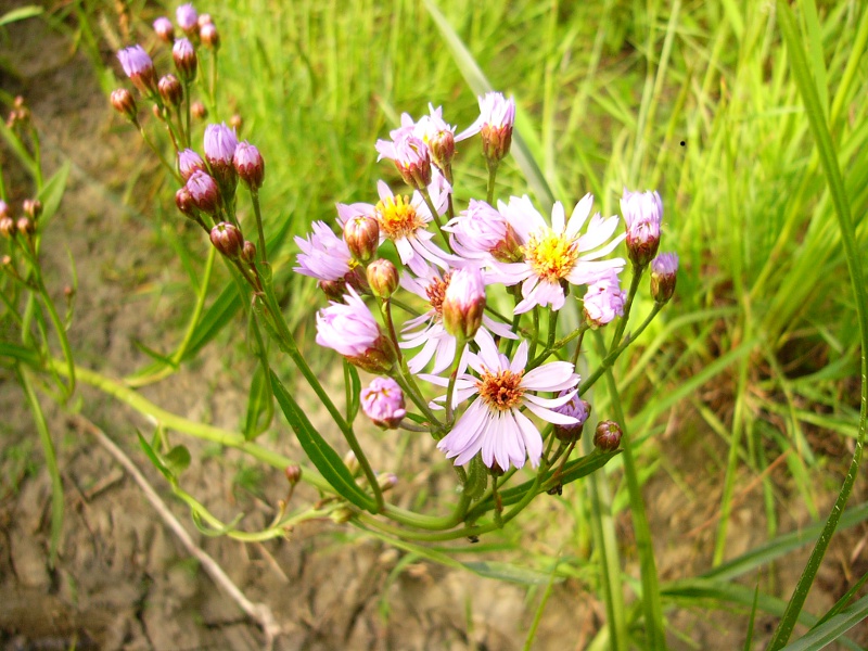 Galatella pannonica (=Aster tripolium) / Astro marino