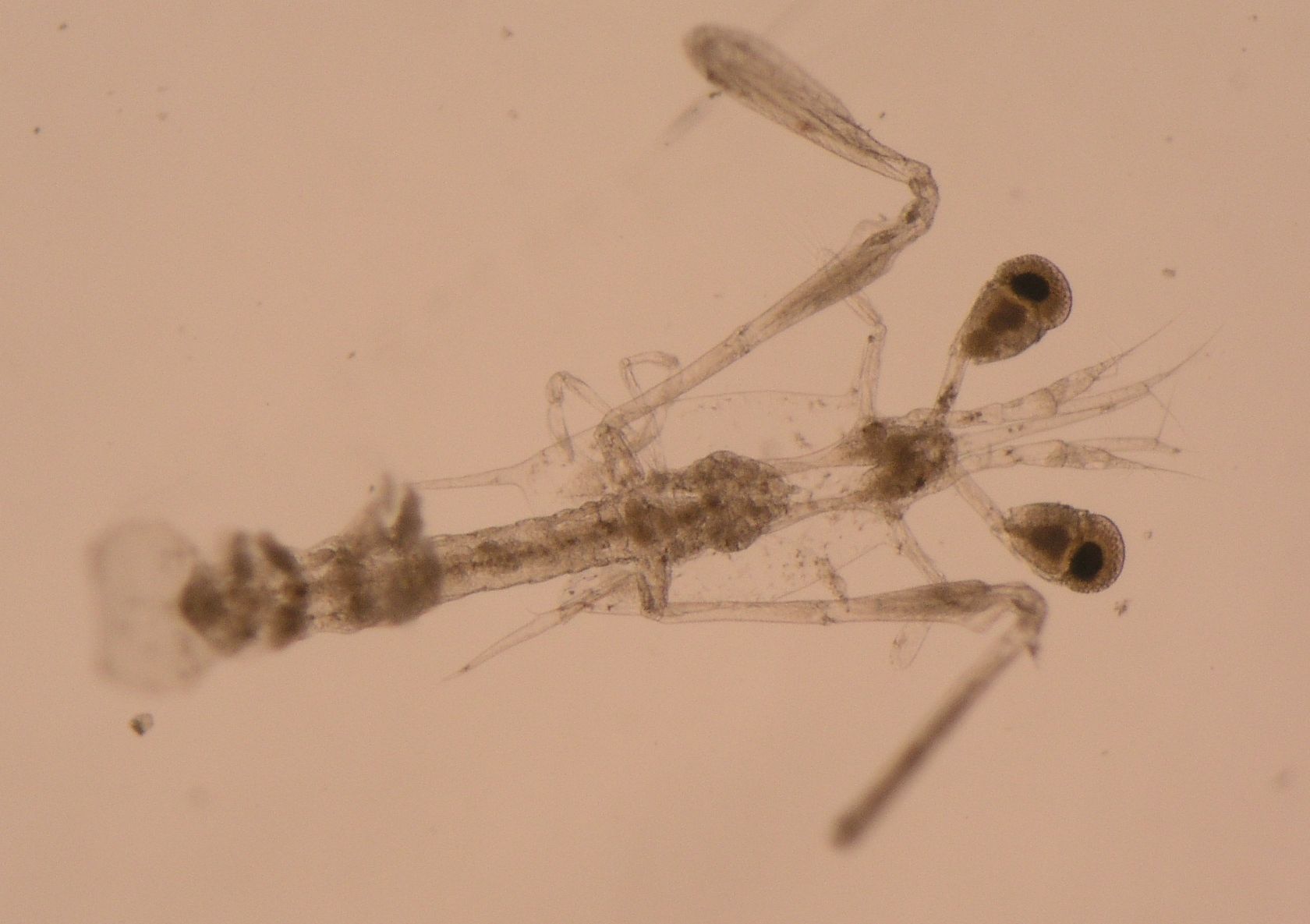 Squilla mantis