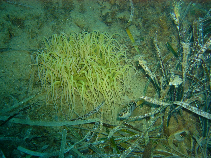 La Posidonia oceanica