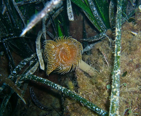 La Posidonia oceanica