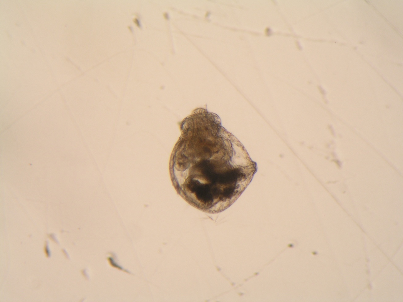 larva  trocofora  planctonica