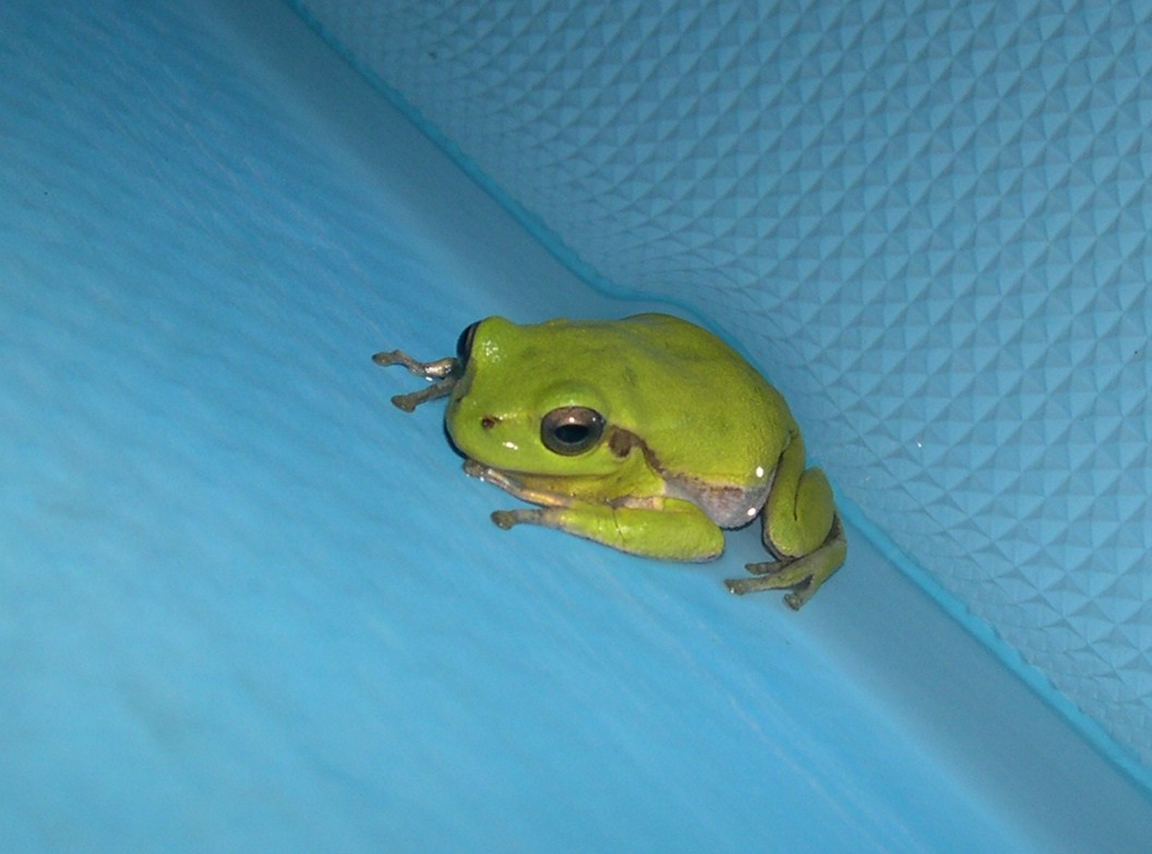 Hyla sarda (Isola d''Elba)