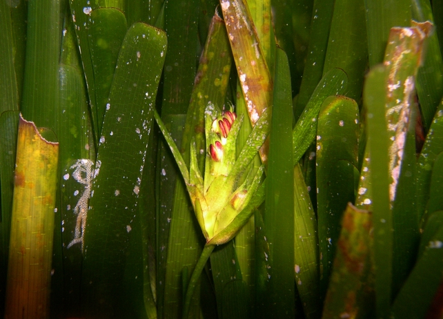 fiori di Posidonia oceanica
