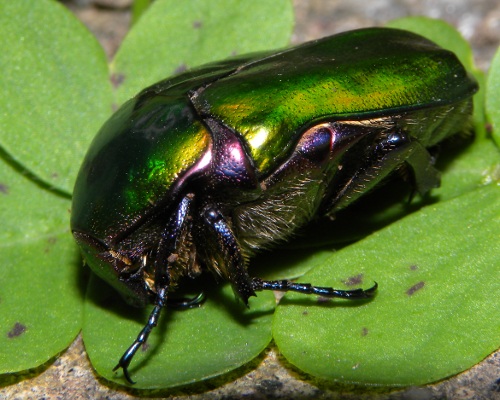 cetonia? Protaetia cuprea cuprea