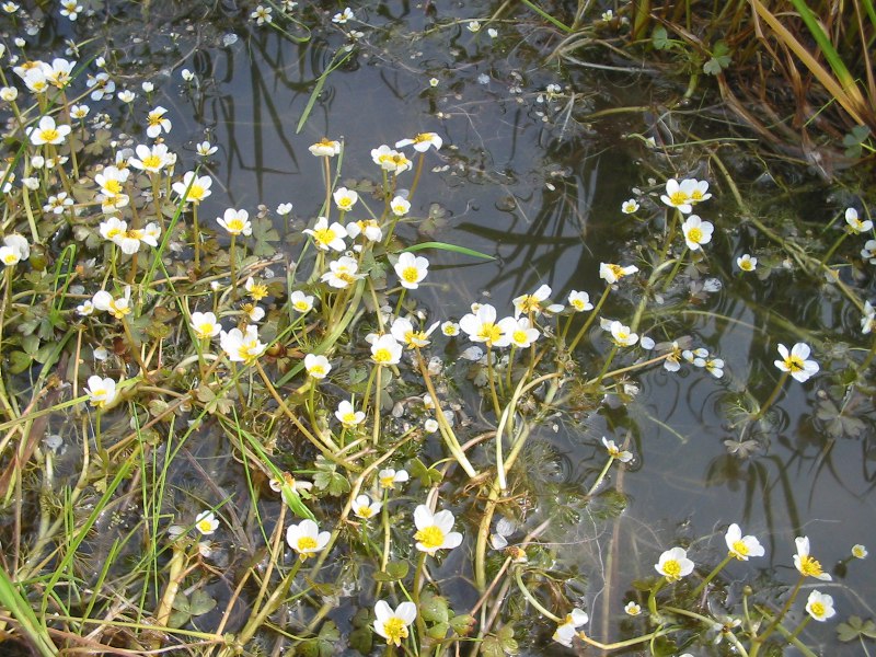 Ranunculus sp. subgenere Batrachium