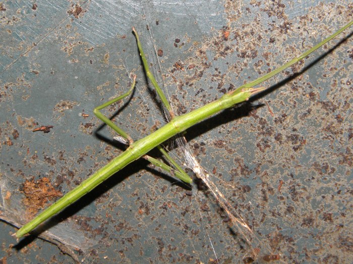 insetto stecco nel compostore! Clonopsis gallica