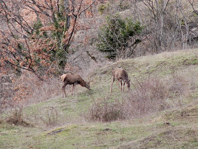 PASSIONE PER IL CERVO