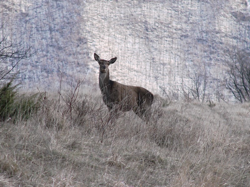 PASSIONE PER IL CERVO