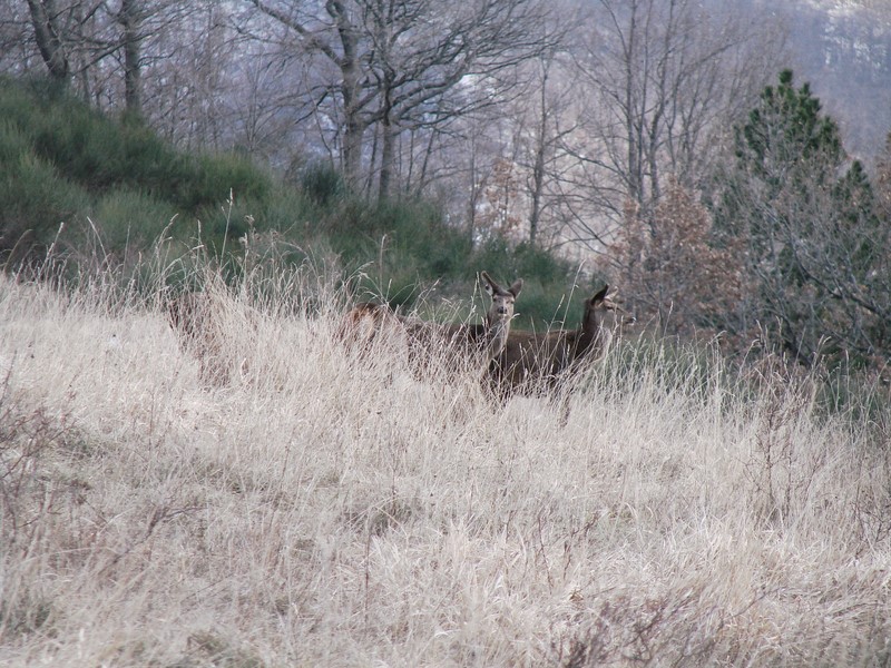 PASSIONE PER IL CERVO