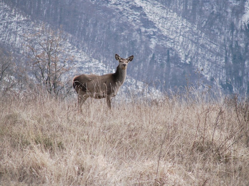 PASSIONE PER IL CERVO