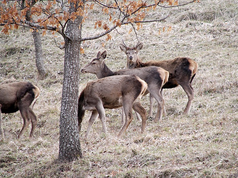 PASSIONE PER IL CERVO