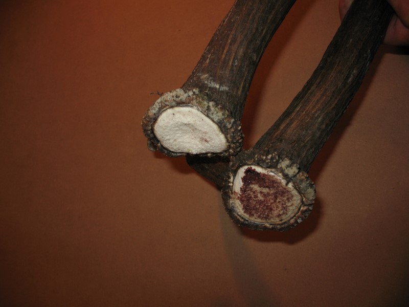 PASSIONE PER IL CERVO