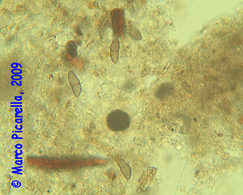 Spore fungine (era: Alghe?)